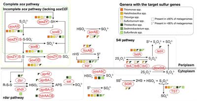 pH and thiosulfate dependent microbial sulfur oxidation strategies across diverse environments